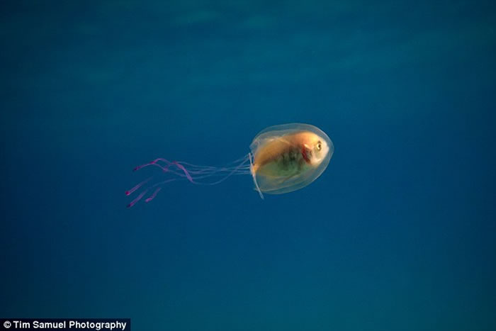 澳洲拜伦湾外海拍下鰺鱼被困在水母体内罕见景象