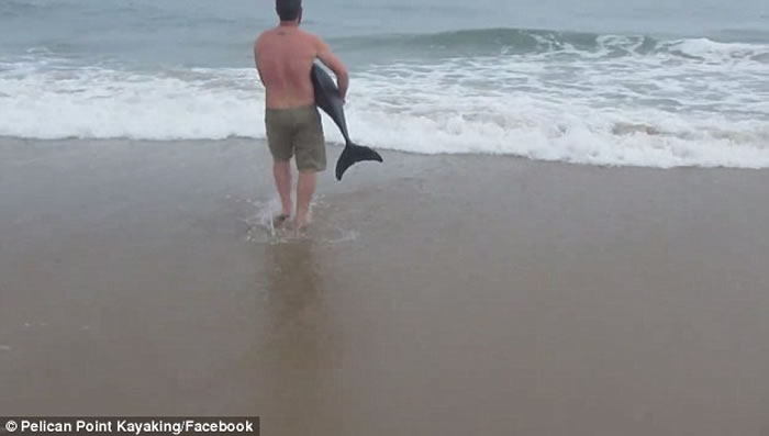非洲纳米比亚男泳客看到小海豚搁浅海滩伸出援手，小海豚摆尾似感谢