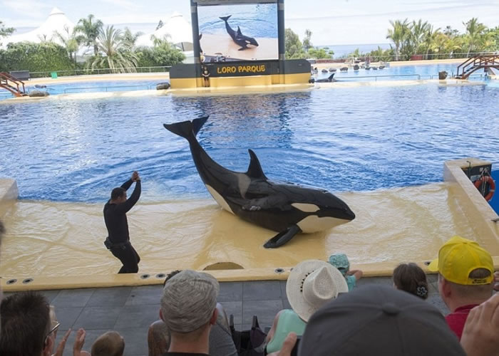 园内的杀人鲸表演吸引不少观众。