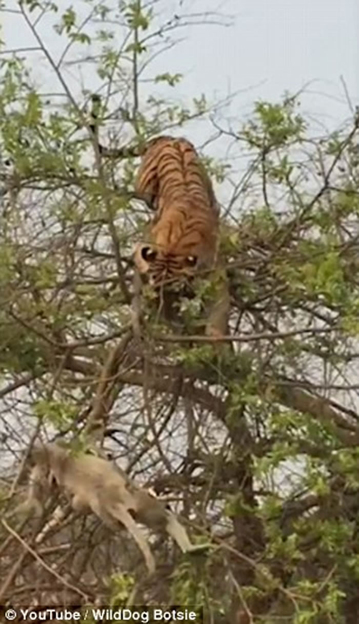 ӡ���ϻ�����׽��ĸ��ʧ�� ��������װ����������