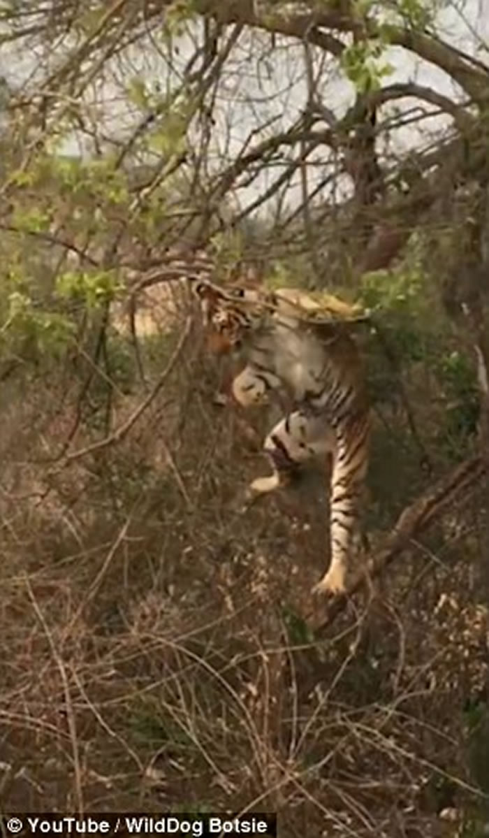 ӡ���ϻ�����׽��ĸ��ʧ�� ��������װ����������