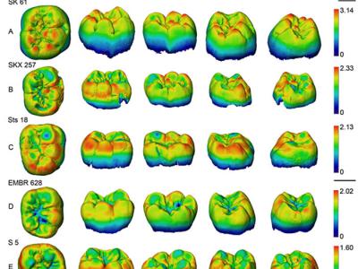 美国探险队计划深入非洲刚果丛林寻找活恐龙 
