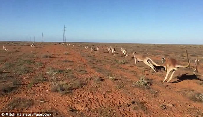 澳洲袋鼠群受惊在平原上慌乱狂窜 - 神秘的地球