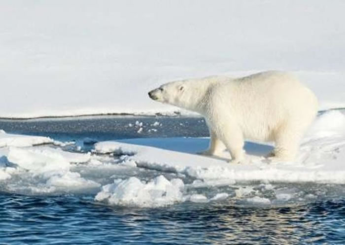 北极海冰消融将对北极熊生存构成严重威胁。