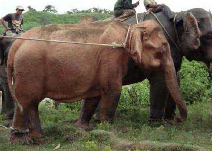 ��鵱�ּƻ�ȡ��һ��Ұ�������г��������Ƿ����ס�