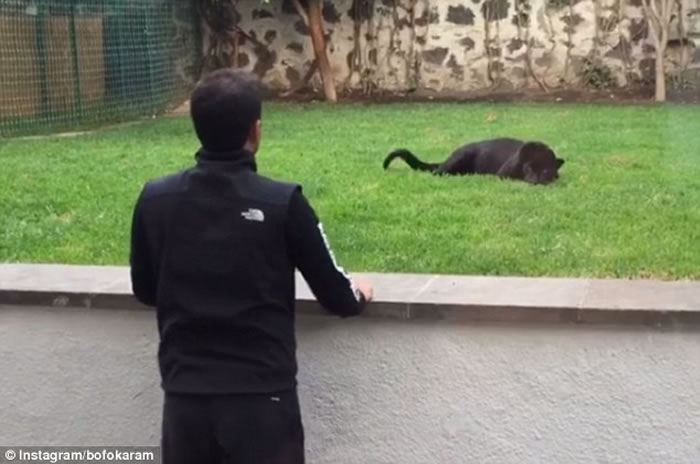 墨西哥动物园黑豹欲偷袭男子 但原来...