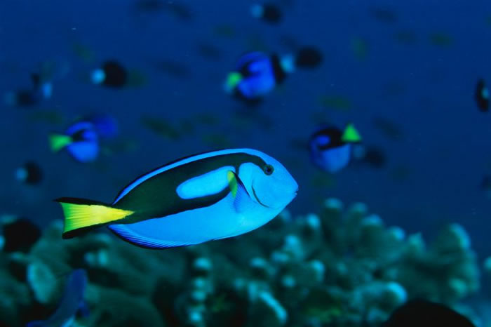 有些人担心电影《海底总动员2》上映后会让更多的蓝倒吊遭捕捉。 PHOTOGRAPH BY TIM LAMAN, NATIONAL GEOGRAPHIC CREA