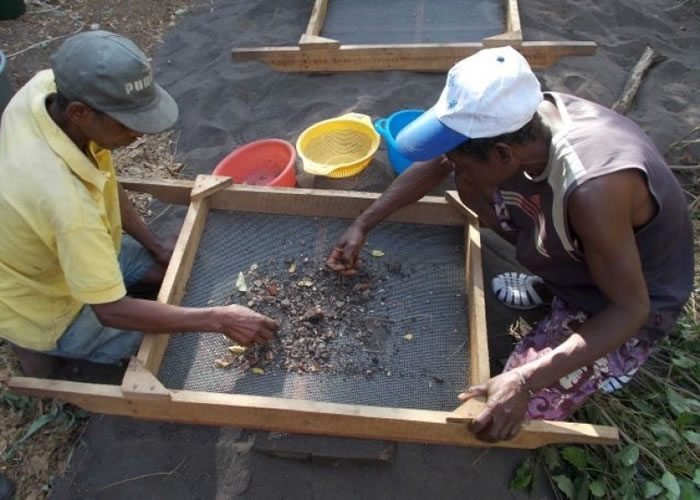 专家掘出相信有千年历史的烧焦稻米粒及绿豆。