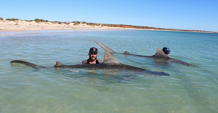 二人喜上眉梢,并与鲨鱼合照。