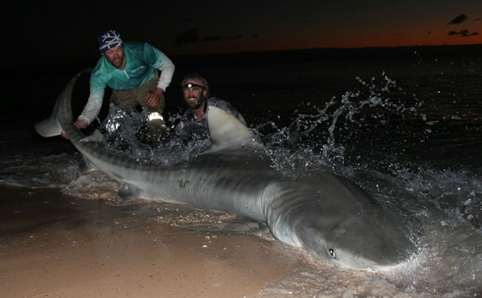 他们在晚上都钓获鲨鱼。