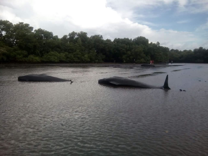 ӡ�ᶫצ��ʡ��ϣ������32ֻ��֫�캽����ǳ��̲ ����Ϊ�˾�������ͬ��