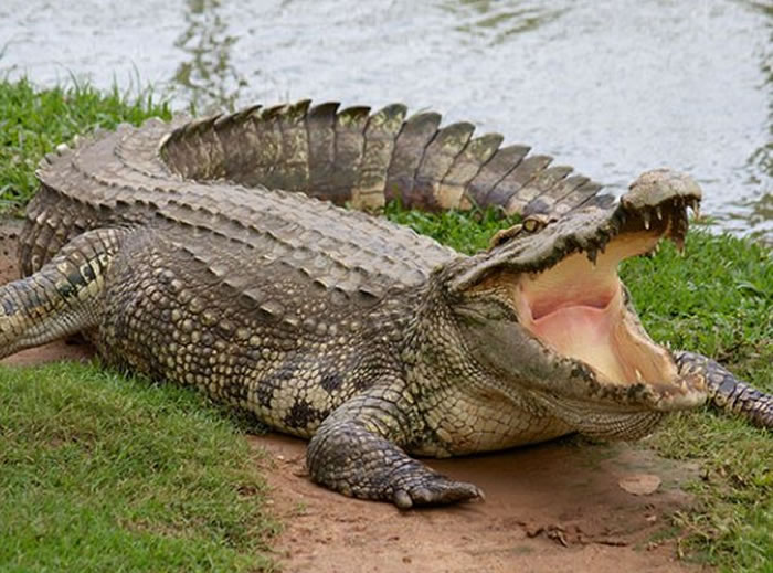 �������������㹥���������ʷǳ��� �۷䡢����ʹ�Ʒ�ɱ�����