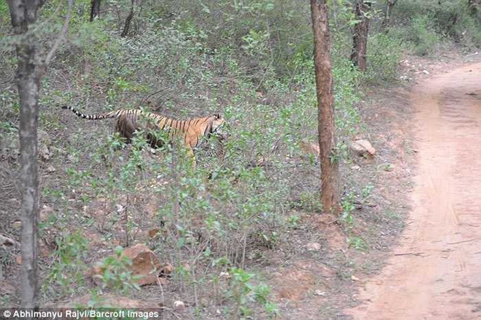印度萨里斯卡野生动物禁猎区老虎猎杀花豹