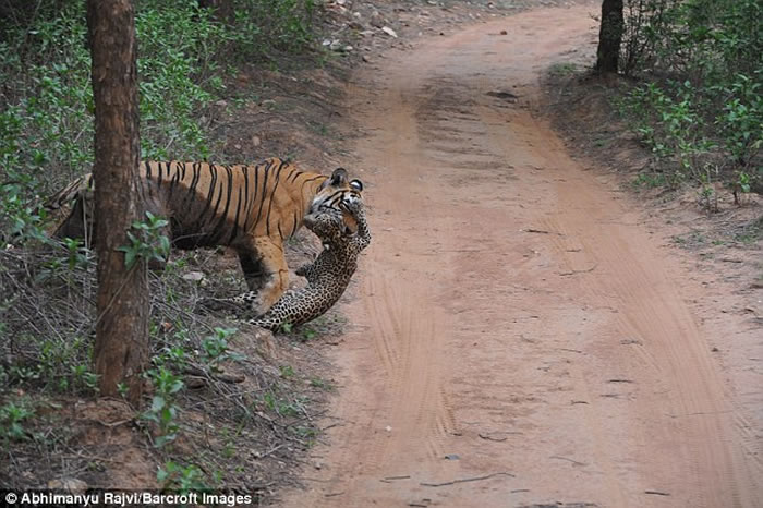 印度萨里斯卡野生动物禁猎区老虎猎杀花豹