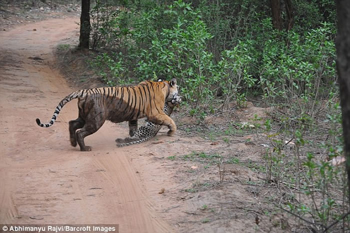 印度萨里斯卡野生动物禁猎区老虎猎杀花豹