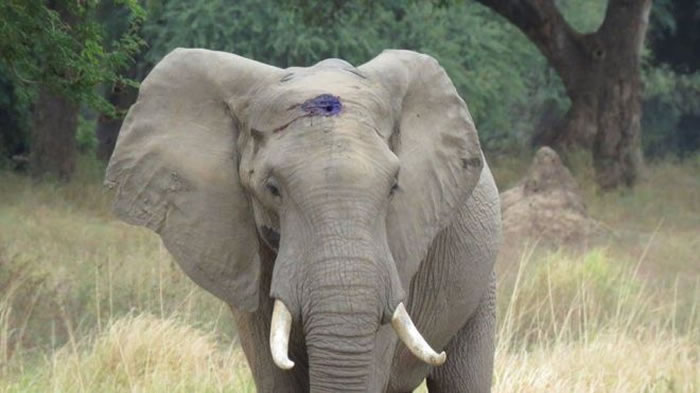 非洲津巴布韦一头大象遭盗猎者开枪“爆头” 大难不死奇迹存活
