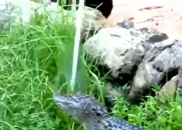 职员以长棍指向鳄鱼,试图制止它爬上来。