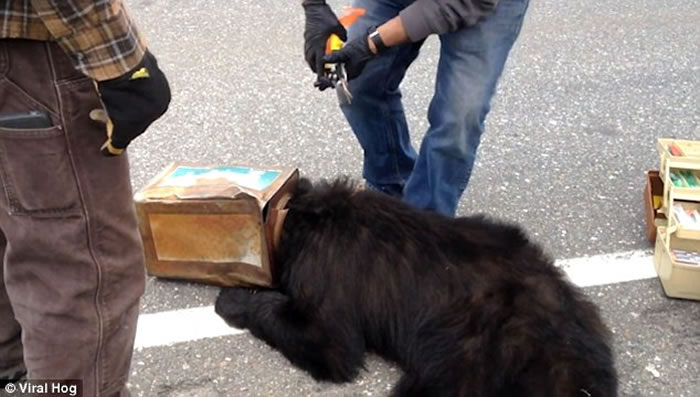 ��������˹����3�����ͷ�������ȹ޿�ס