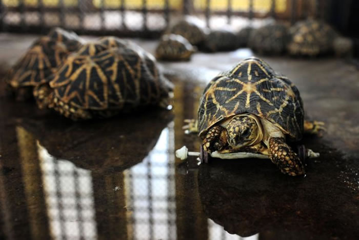 该动物园养了14只印度星龟。PHOTOGRAPH BY ARUN SANKAR, AFP, GETTY IMAGE