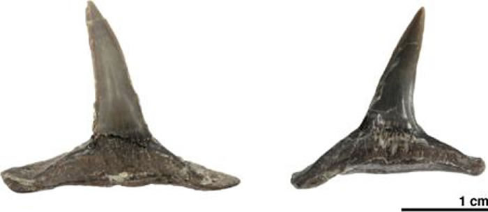 日本北海道距今8900万年前白垩纪地层中发现罕见灭绝鲨鱼牙齿化石