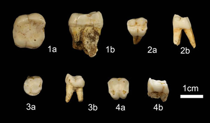 灵长类化石(赵凌霞供图)