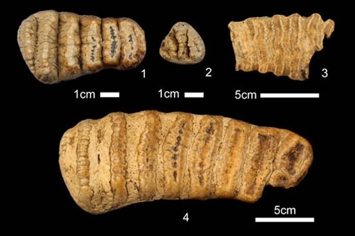 象化石 (赵凌霞供图)