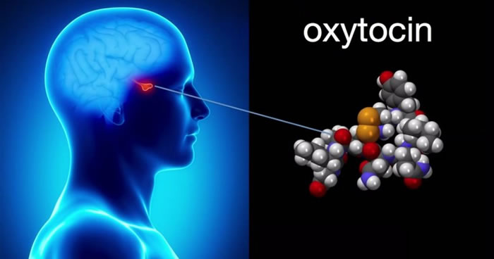 催产素是维系母体和胎儿的荷尔蒙，亦是影响胎儿长大后的社交活动的重要元素。