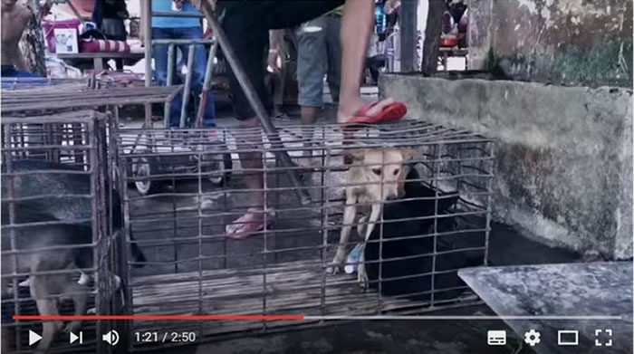 不忍心看到小狗受虐,马克亲自来到玉林展开行动。