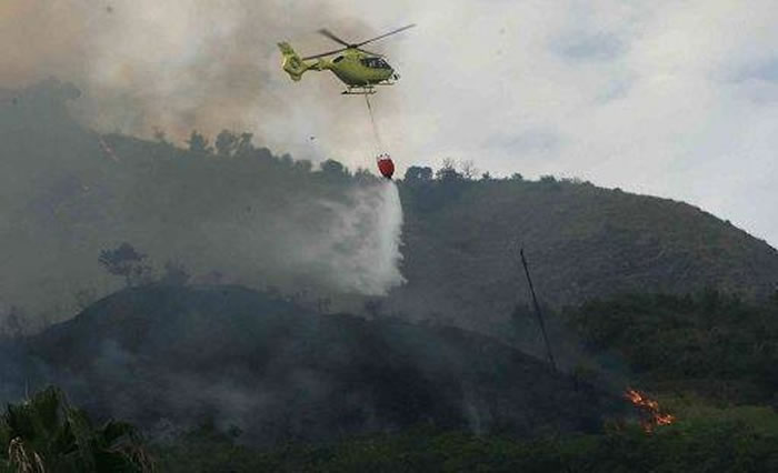 意大利黑手党用流浪猫涂油当火种 故意引发森林火灾