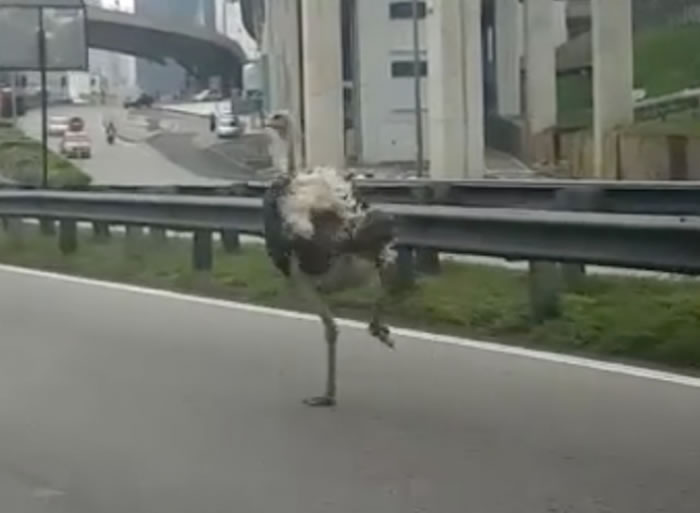 ������������Chickaboo����������·��50���Ӻ챬����