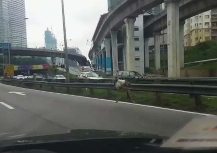 ������������Chickaboo����������·��50���Ӻ챬����