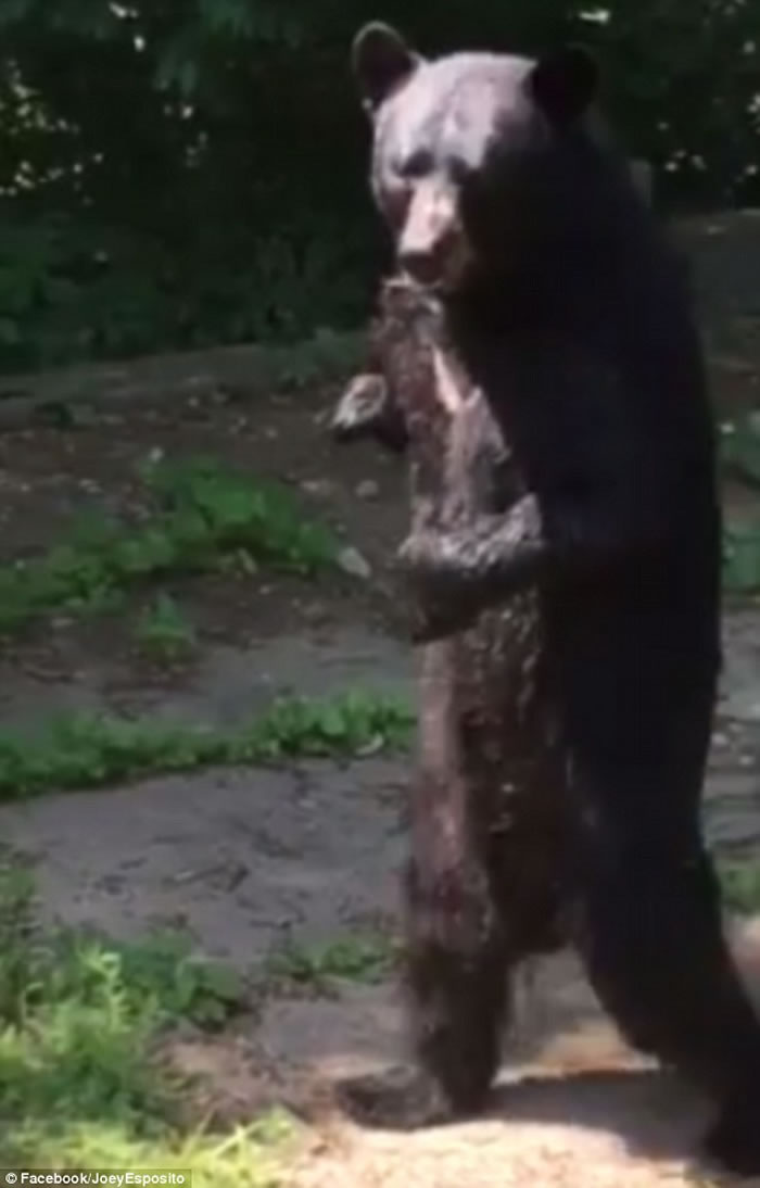 �����������ݳ��ִ�Ź֣�����ֱ�����ߵĺ���Pedals