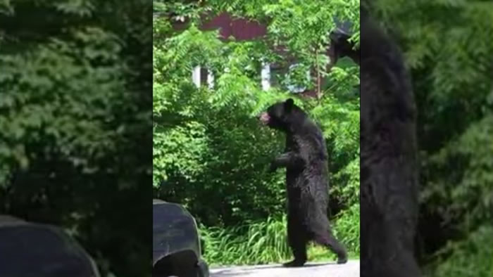 �����������ݳ��ִ�Ź֣�����ֱ�����ߵĺ���Pedals