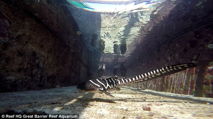 澳洲水族馆一条母豹纹鲨在没有与任何公鲨交配的情况下“处女生子”