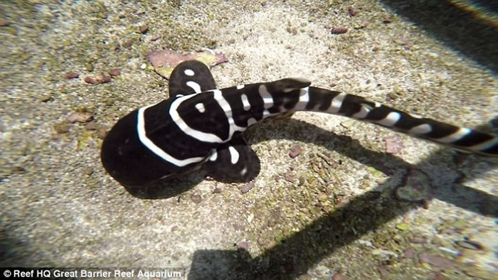 澳洲水族馆一条母豹纹鲨在没有与任何公鲨交配的情况下“处女生子”
