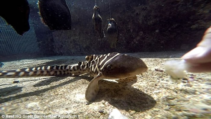 澳洲水族馆一条母豹纹鲨在没有与任何公鲨交配的情况下“处女生子”