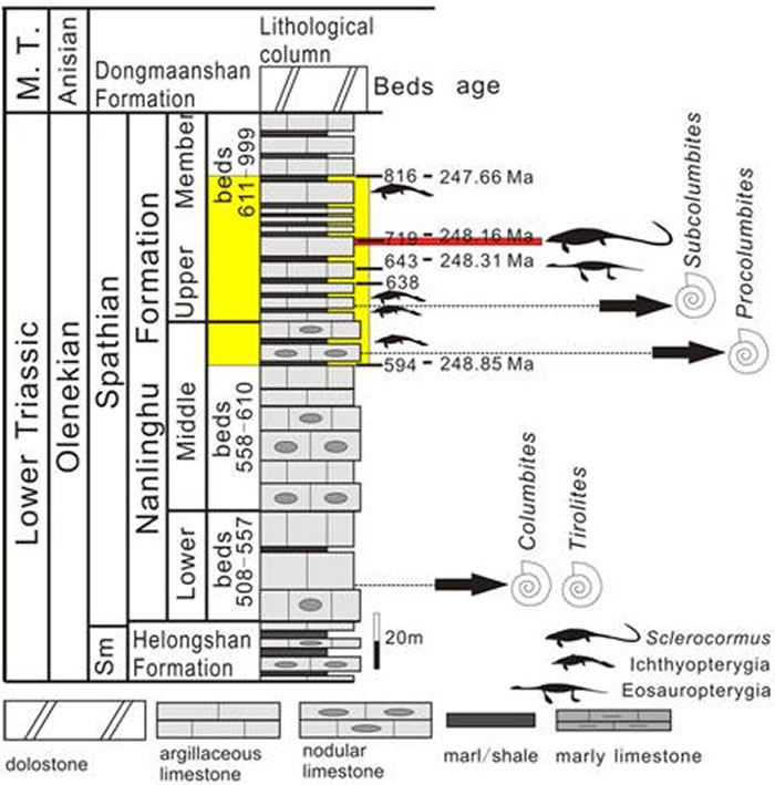 小头刚体龙(Sclerocormus parviceps)化石的产出层位
