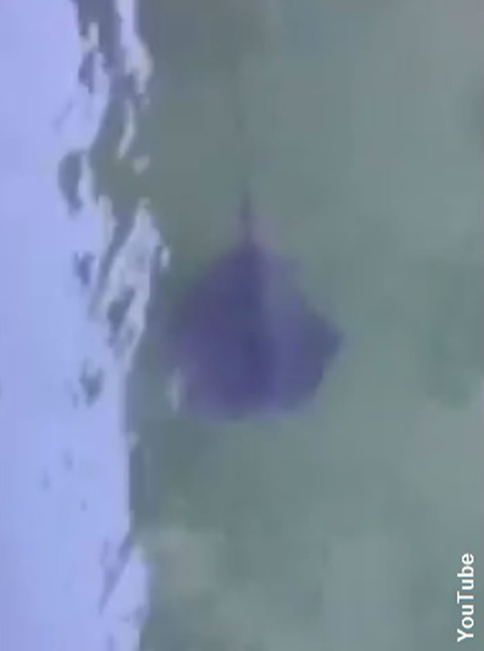 意大利威尼斯运河拍摄到一条怀疑是黄貂鱼的神秘鱼类