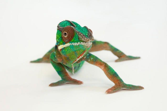 林肯儿童动物园的七彩变色龙(panther chameleon / Furcifer pardalis)变成了一身绿。 / PHOTOGRAPH BY JOEL