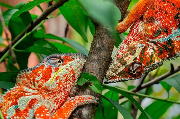 马达加斯加两只公七彩变色龙,变成红色警戒彼