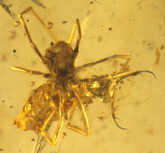 ֩�����ڲ�ʳ�������׳�