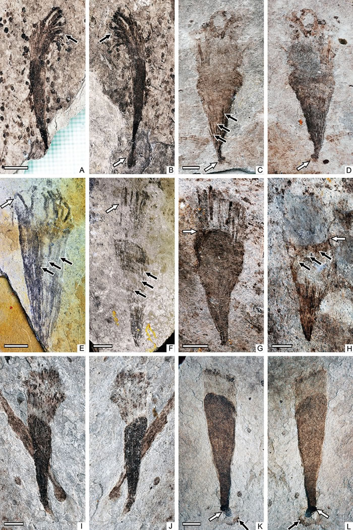 光滑蓝田虫 Lantianella laevis