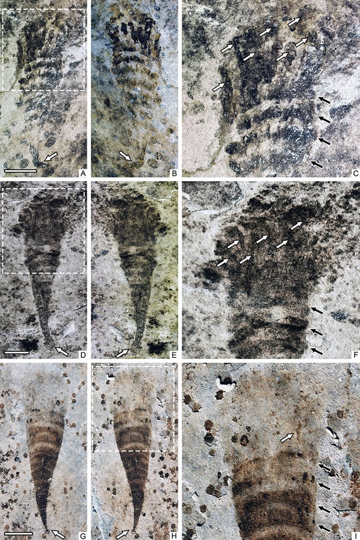 环纹蓝田虫 Lantianella annularis