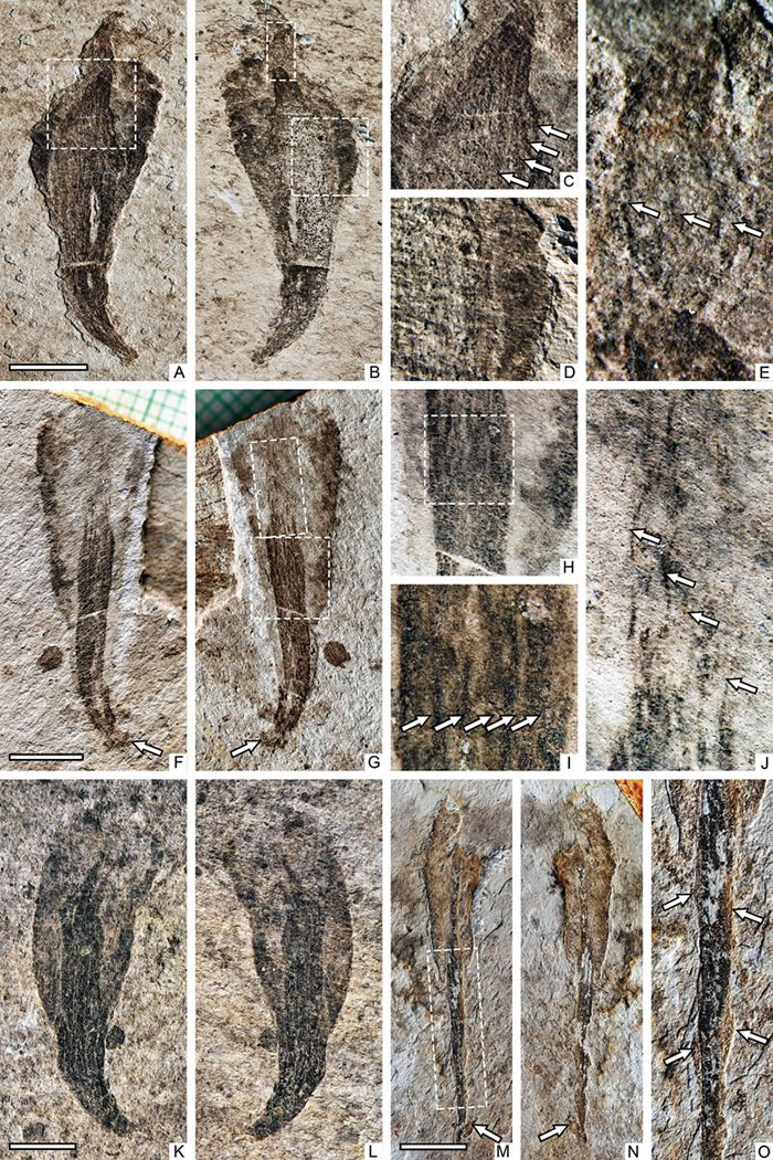 杯状皮原虫 Piyuania cyathiformis