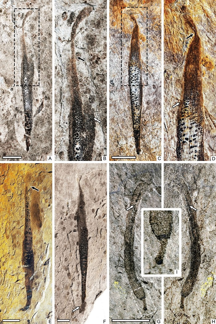 梭状前川虫 Qianchuania fusiformis(A-F)和稀少休宁虫 Xiuningella rara(G-H)