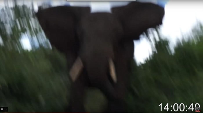 Ӣ�����ﱣ��ѧ��Ian Redmond�ڿ�����������ȺǨ��ʱ�⵽���󹥻���������