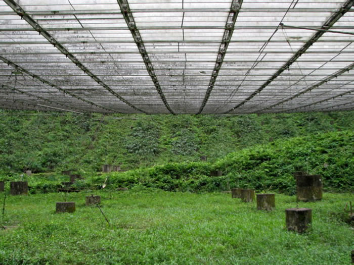 阿雷西博的碟盘悬吊在天然凹谷中,碟盘下方则杂草丛生。 (Nadia Drake)