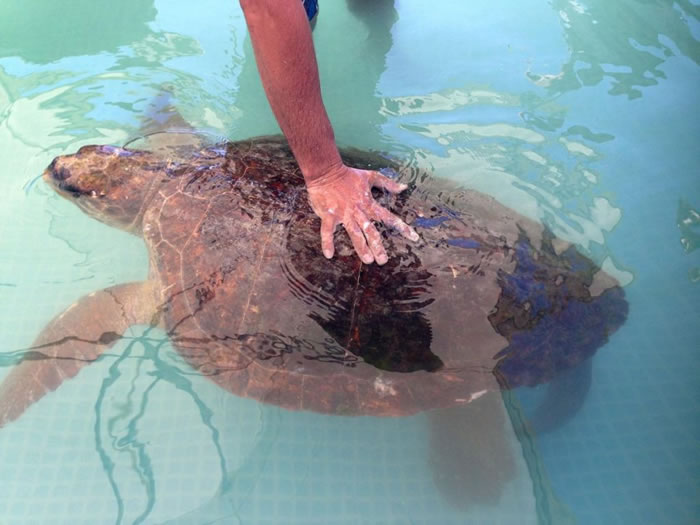 这只母赤蠵龟(loggerhead turtle)在海边惨遭蹂躏后,目前在动保组织Animals Lebanon养伤。 / PHOTOGRPAH BY JASO