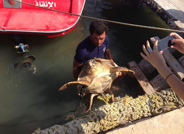 可怜海龟在贝鲁特受虐后,总算获救。 / PHOTOGRAPH BY JASON MIER, ANIMALS LEBANON