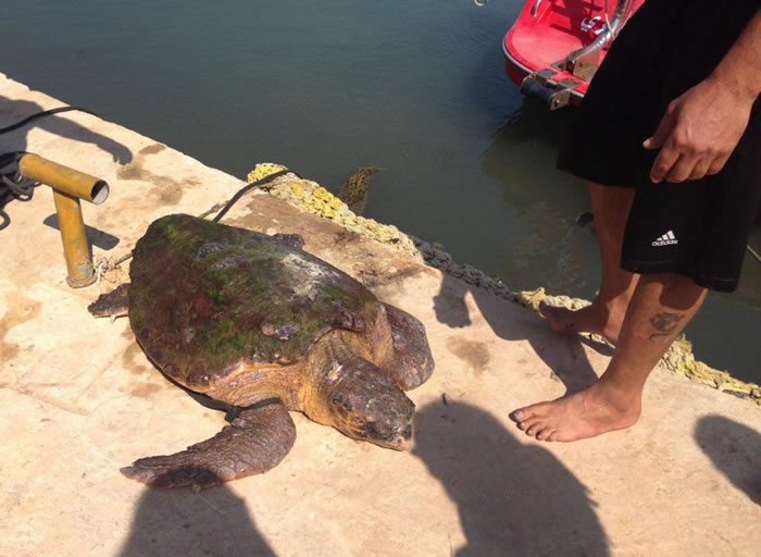 这只海龟差点就丢了小命。 / PHOTOGRAPH BY JASON MIER, ANIMALS LEBANON